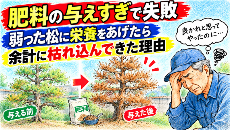 【肥料の与えすぎで失敗】弱った松に栄養をあげたら余計に枯れ込んできた理由