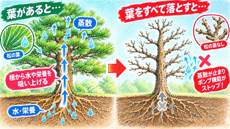 松の葉には、水分を蒸散させることで、根から水や栄養を吸い上げる、いわばポンプのような役割がある