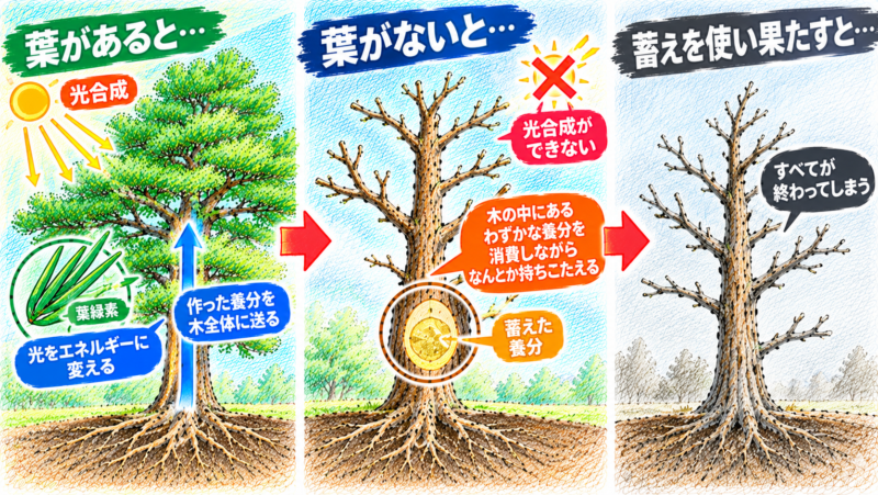 葉がなければ、光合成という、木が自らエネルギーを作り出す仕組みそのものが機能しなくなる