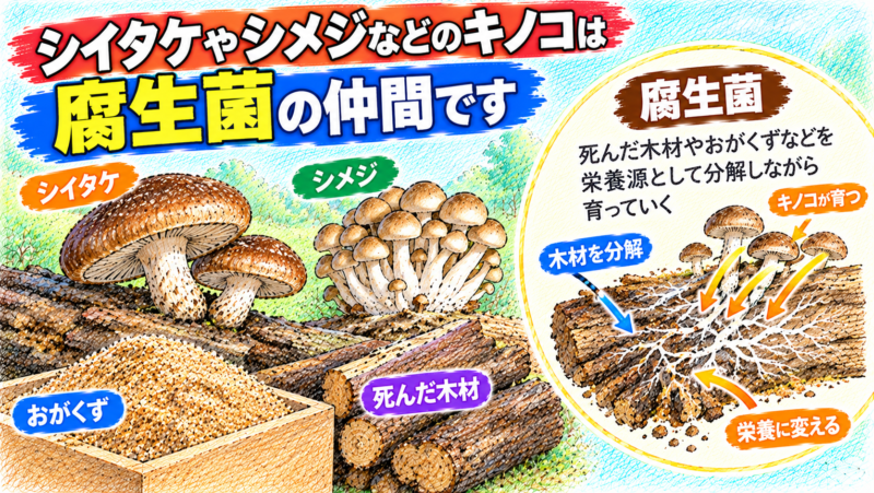 シイタケやシメジは「腐生菌」のグループに属する