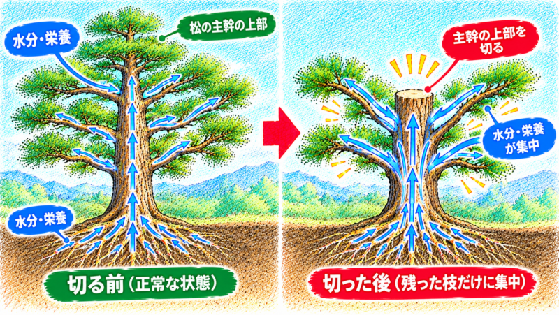 主幹を失ったことで、残された数本の枝だけに一気に流れ込む