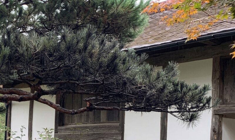 すす病に罹患した松の葉