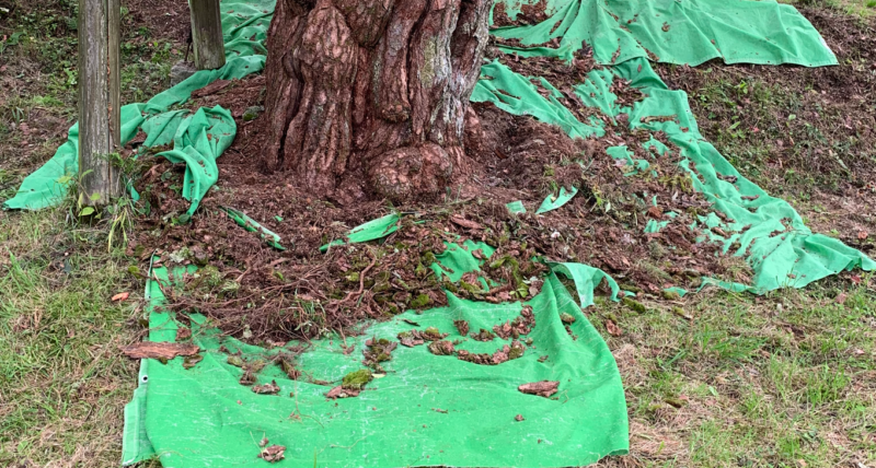 除去した苔をシートで集める