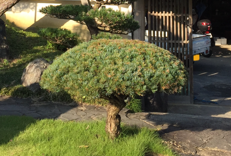 松を刈り込むと葉先が茶色く変色する
