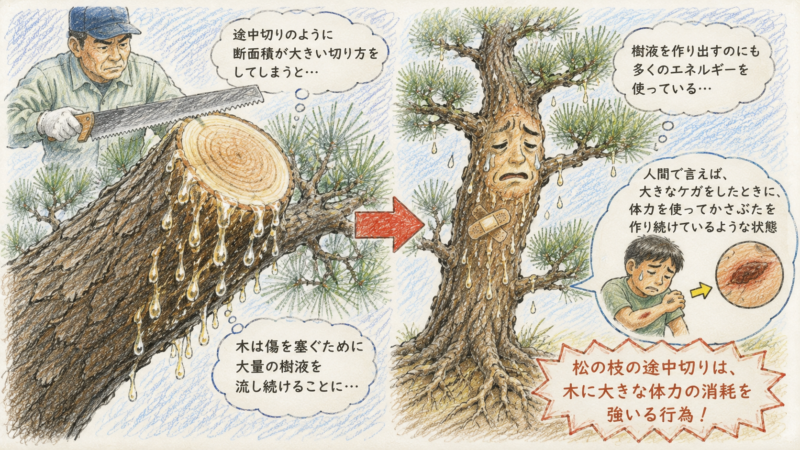 大量の松脂（ヤニ）が吹き出し、木のエネルギーが枯渇する