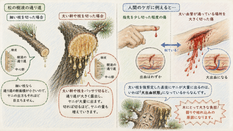 太い幹や枝をバッサリ切ったことによる大量松ヤニ放出