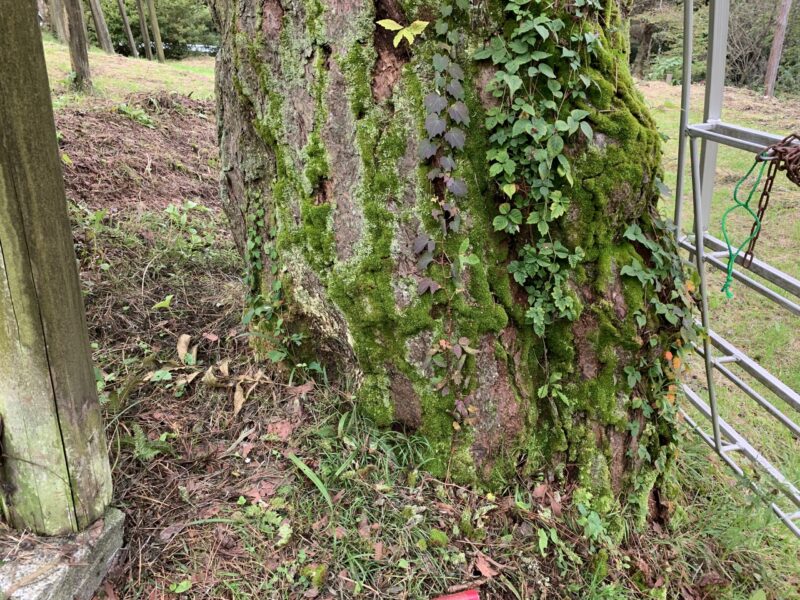 苔を取る前はひどい状態