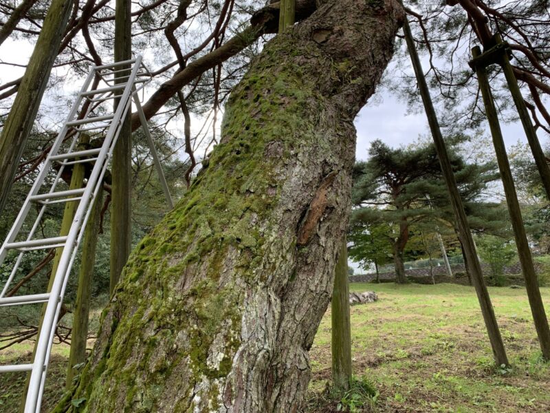 松に苔（コケ）が生えてきた！木を弱らせないための除去法と剪定ケア
