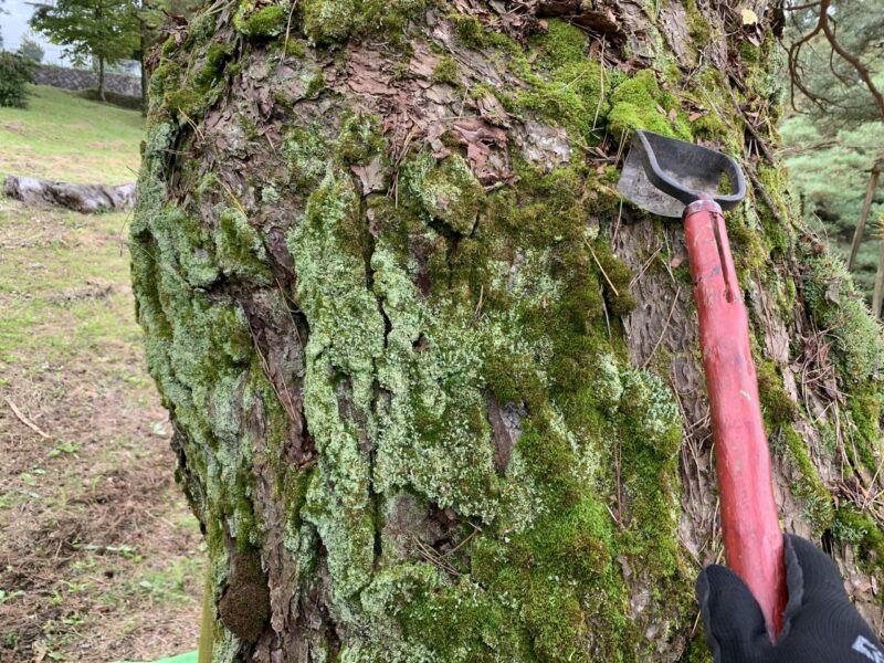 専用の苔取り器で苔を取る
