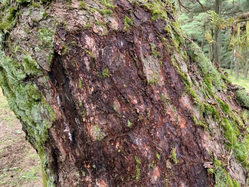 専用の苔取り器で苔を取った後
