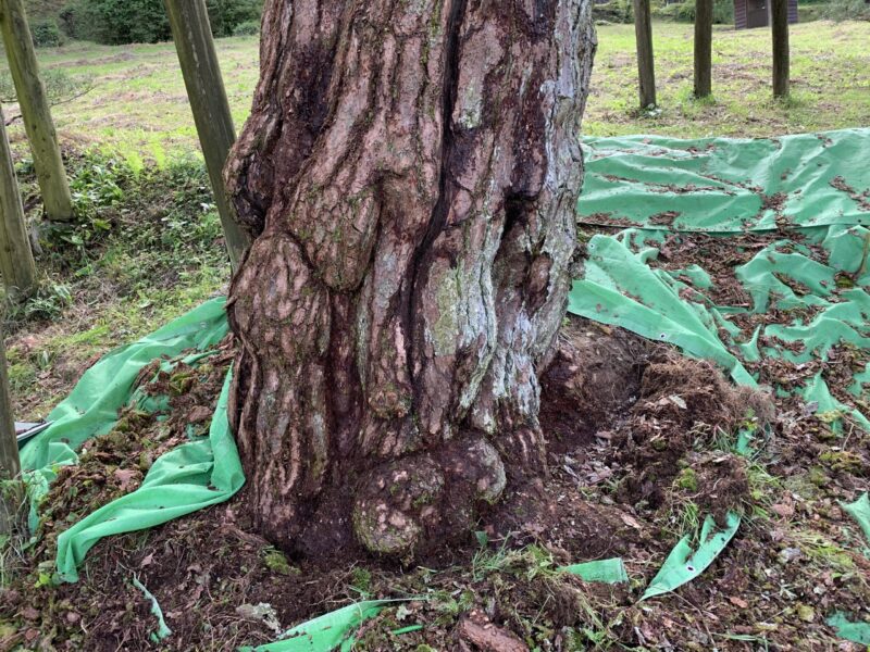苔を取っている途中