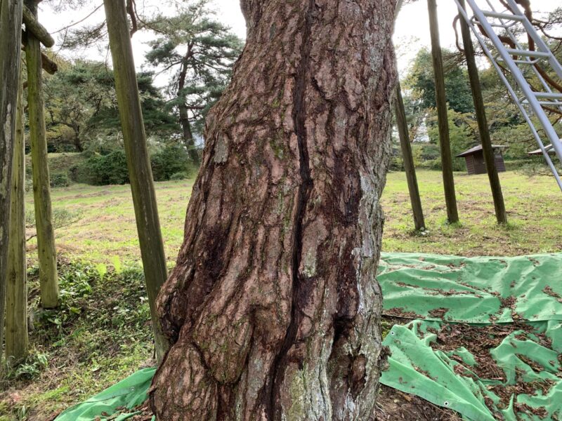 苔を取っている途中、もう少しで終わる