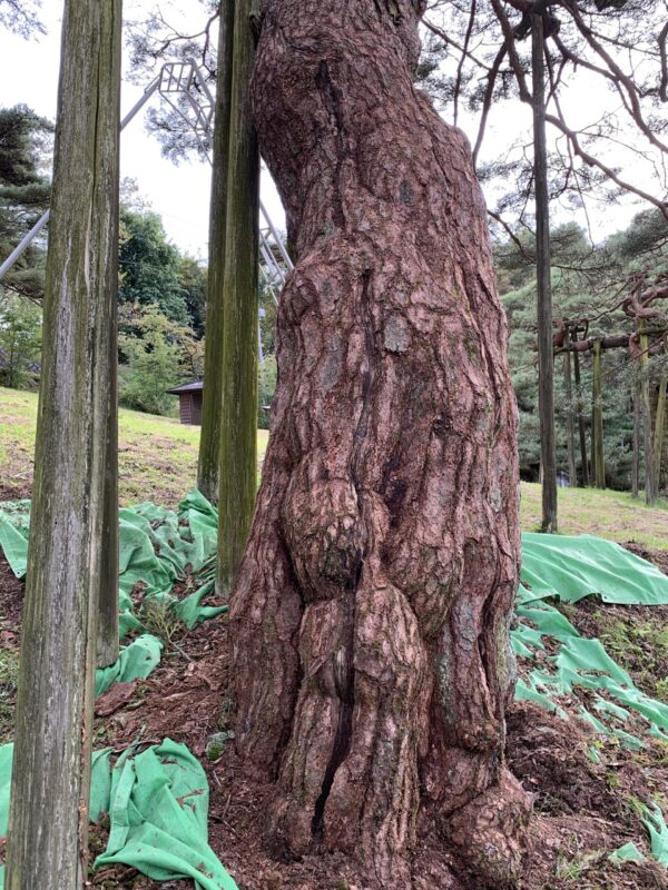 完全に苔を取り終えた状態