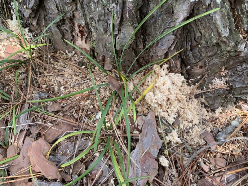 マツノマダラカミキリなどの幼虫により幹から出ている木くず