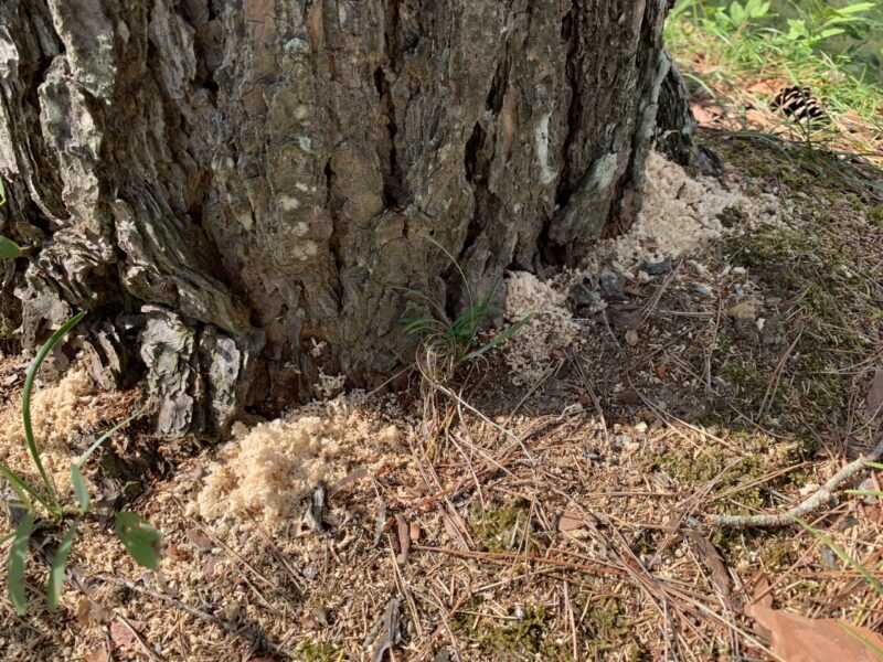 マツノマダラカミキリなどの幼虫が、幹の内部を食べ進みながら排出した木くず