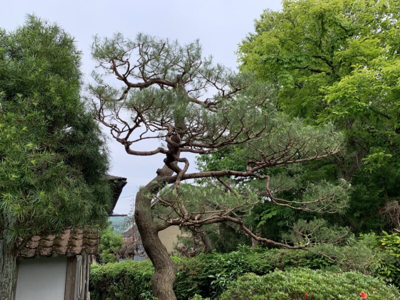 頭でっかちな二頭身の樹形で上部だけが重くふくらんでいる