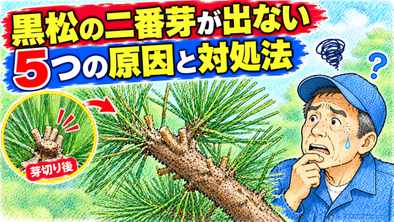 黒松の二番芽が出ない5つの原因と対処法